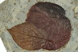 Plate with Three Fossil Leaves (Three Species) - Montana #270983-3